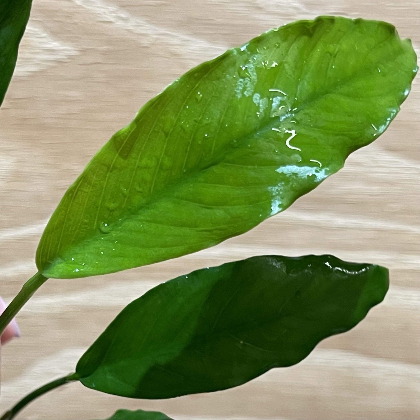 Pisces Enterprises Bare-root Plant Anubias Afzelli Bare-root Small Anubias Afzelli Bare-root 10-20cm - Aquarium Plants