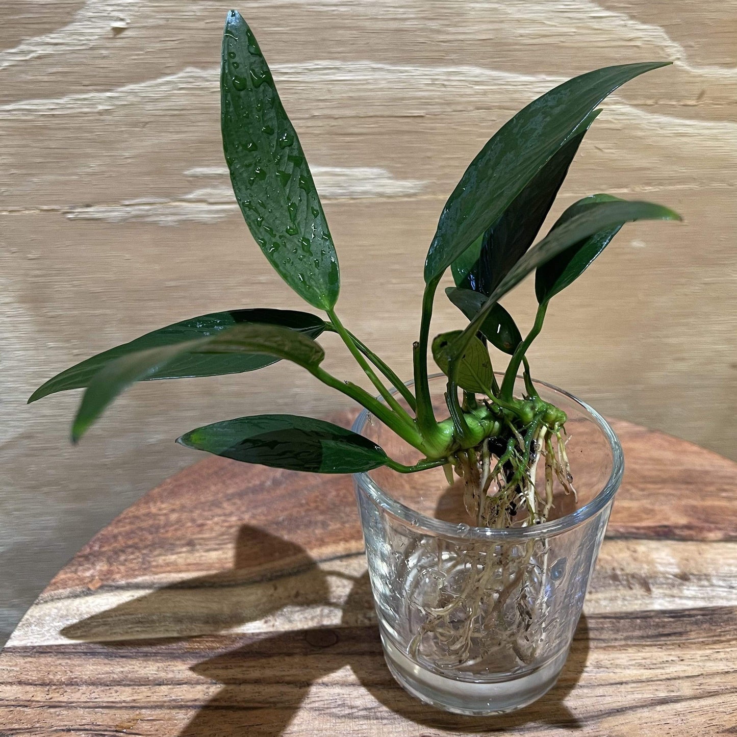 Pisces Enterprises Bare-root Plant Anubias Afzelli ‘Old-type’ Bare-root Large Anubias Afzelli Bare-root 20cm - Aquarium Plants Australia