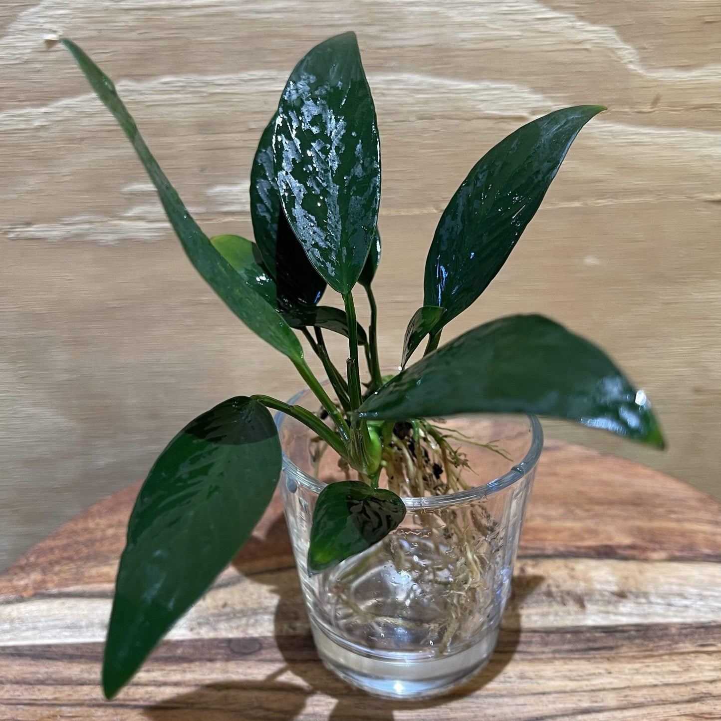 Pisces Enterprises Bare-root Plant Anubias Afzelli ‘Old-type’ Bare-root Large Anubias Afzelli Bare-root 20cm - Aquarium Plants Australia