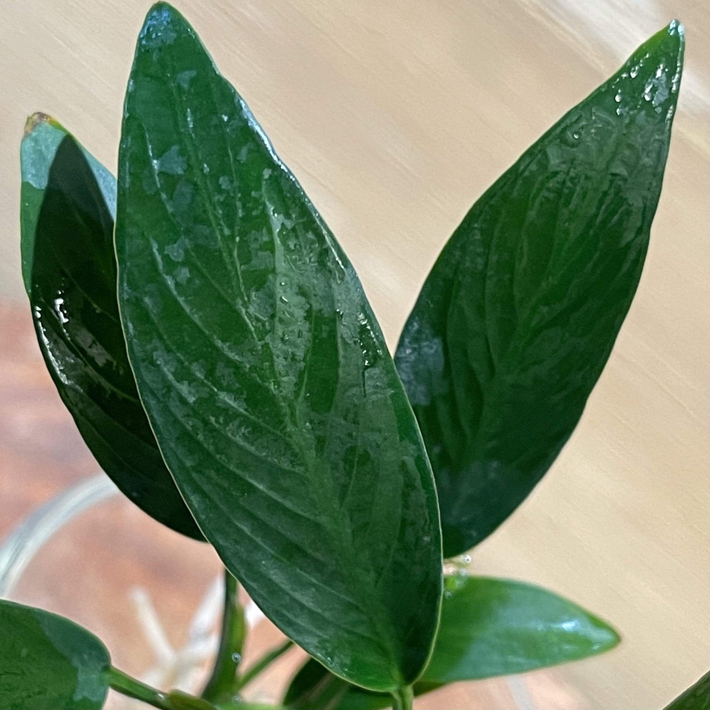 Pisces Enterprises Bare-root Plant Anubias Afzelli ‘Old-type’ Bare-root Small Anubias Afzelli Bare-root 20cm - Aquarium Plants Australia