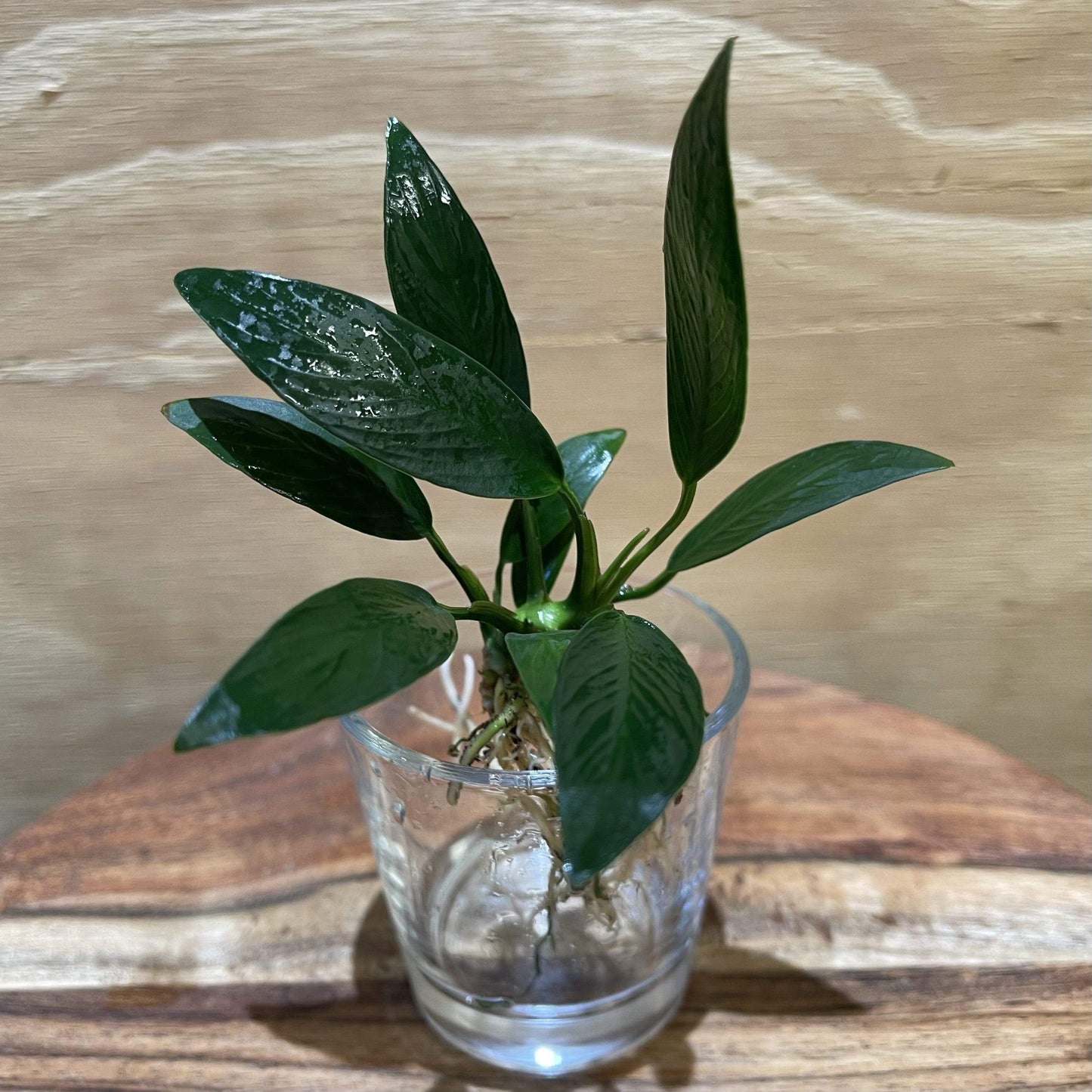 Pisces Enterprises Bare-root Plant Anubias Afzelli ‘Old-type’ Bare-root Small Anubias Afzelli Bare-root 20cm - Aquarium Plants Australia