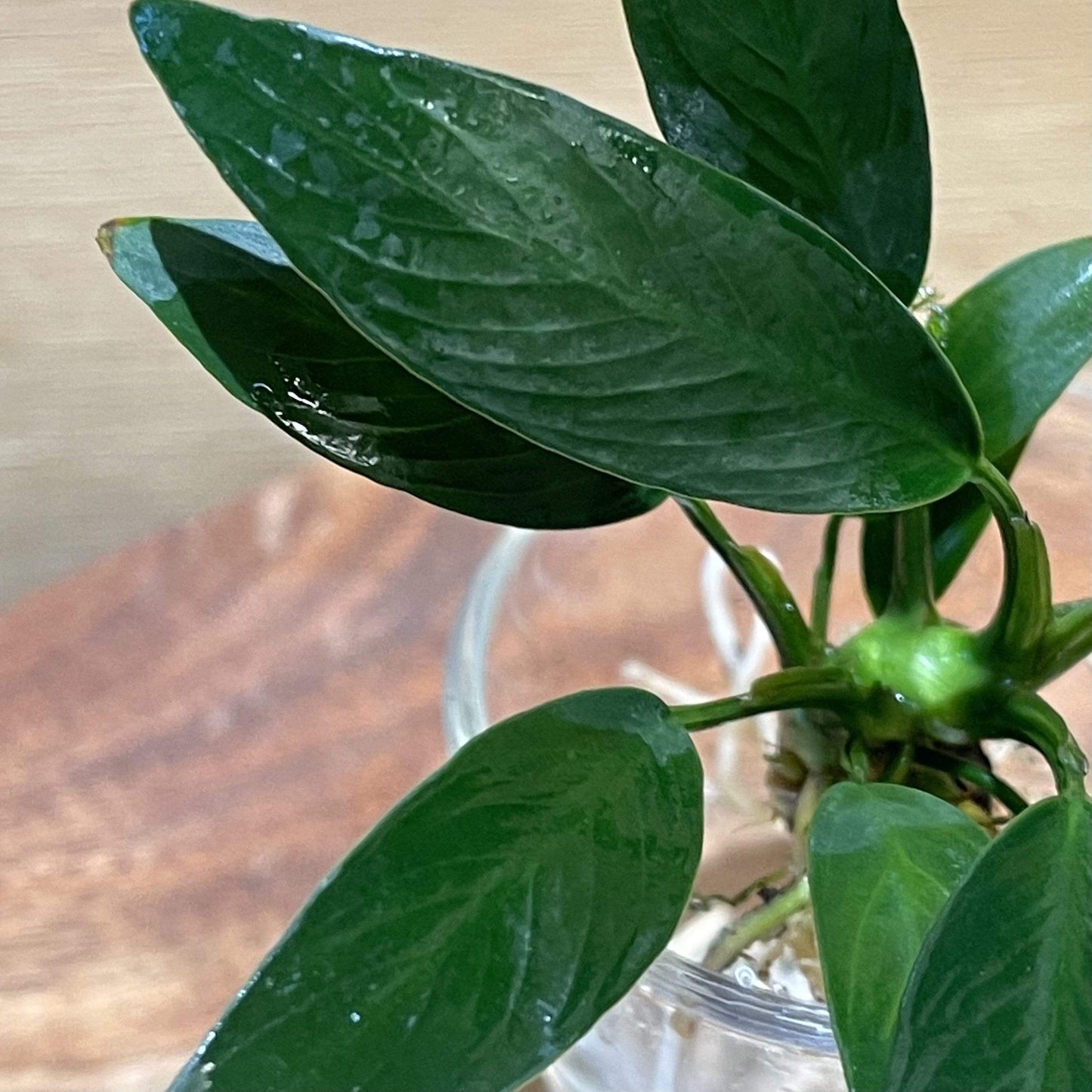 Pisces Enterprises Bare-root Plant Anubias Afzelli ‘Old-type’ Bare-root Small Anubias Afzelli Bare-root 20cm - Aquarium Plants Australia