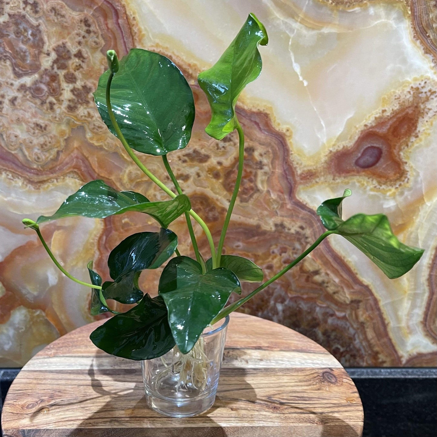 Pisces Enterprises Bare-root Plant Anubias Barteri 'Old-type' Bare-root Large Anubias Barteri Old-type 5cm Pot - Aquarium Plants Australia