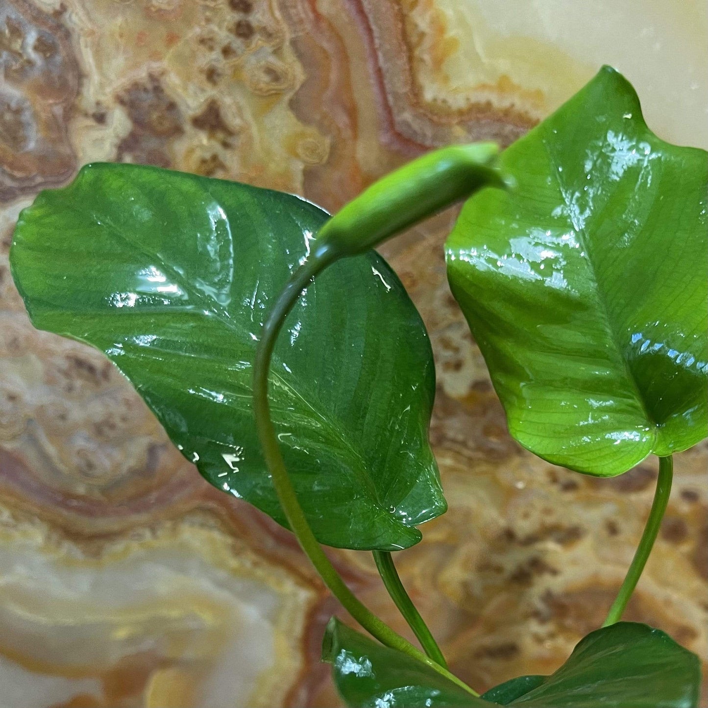 Pisces Enterprises Bare-root Plant Anubias Barteri 'Old-type' Bare-root Large Anubias Barteri Old-type 5cm Pot - Aquarium Plants Australia