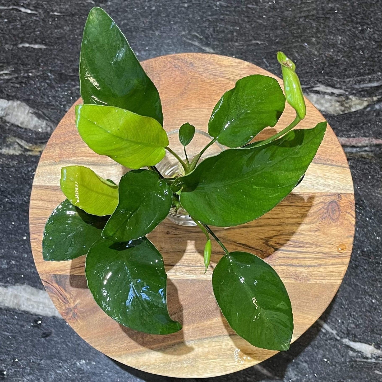 Pisces Enterprises Bare-root Plant Anubias Barteri 'Old-type' Bare-root Small Anubias Barteri Old-type 5cm Pot - Aquarium Plants Australia