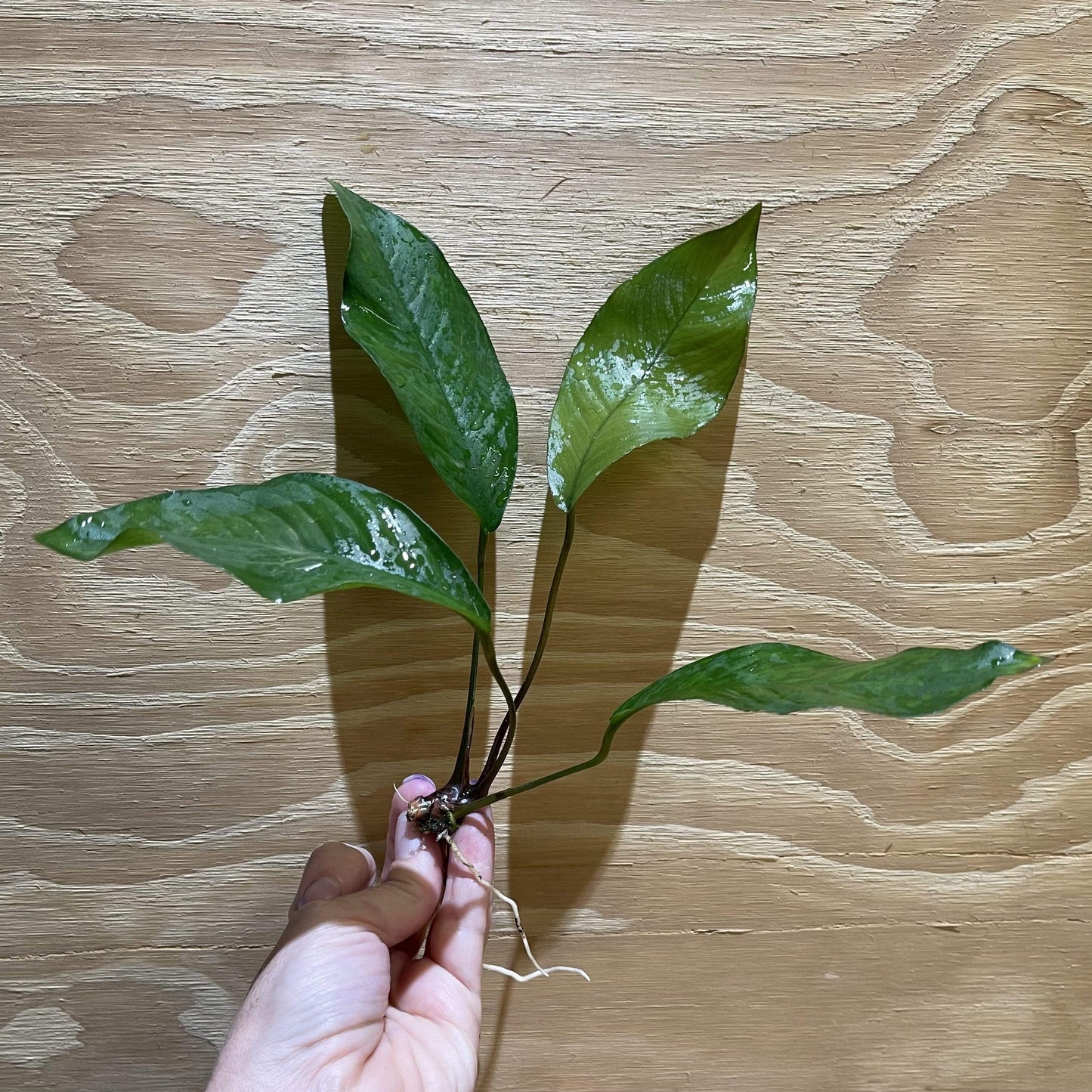Pisces Enterprises Bare-root Plant Anubias Broad Hybrid Bare-root Small Anubias Broad Hybrid Bare-root - Aquarium Plants Australia