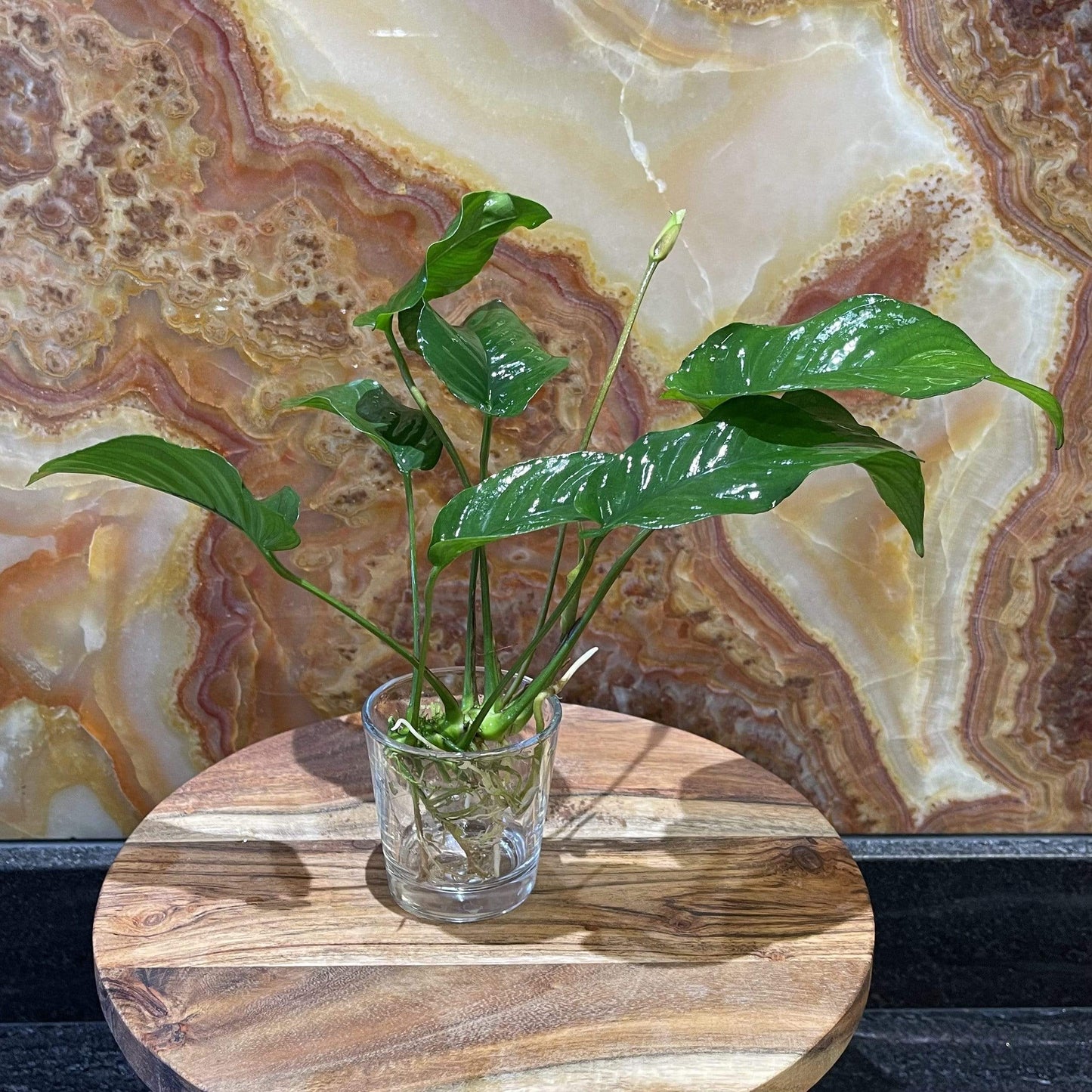 Pisces Enterprises Bare-root Plant Anubias Curly Heart Bare-root Large Anubias Curly Heart - Aquarium Plants Australia