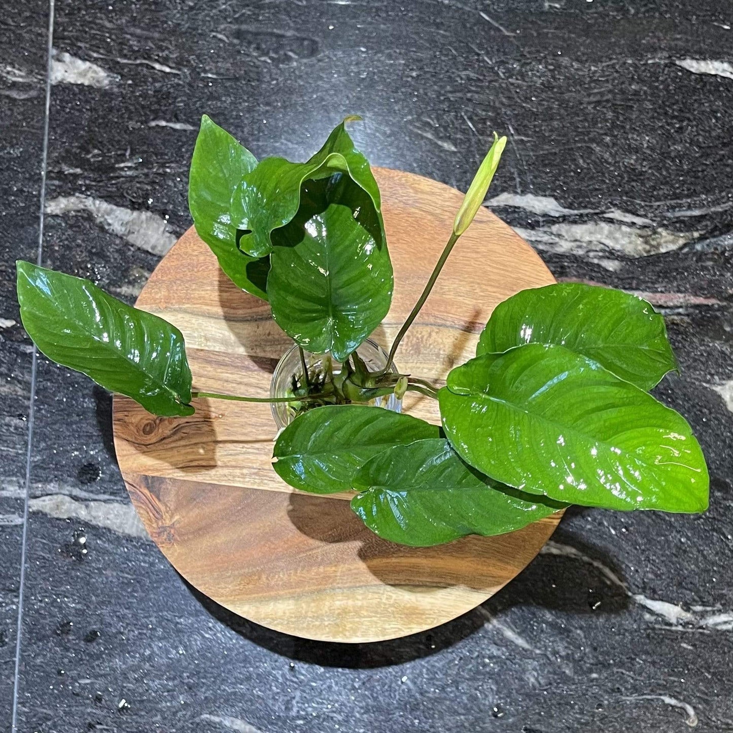 Pisces Enterprises Bare-root Plant Anubias Curly Heart Bare-root Large Anubias Curly Heart - Aquarium Plants Australia