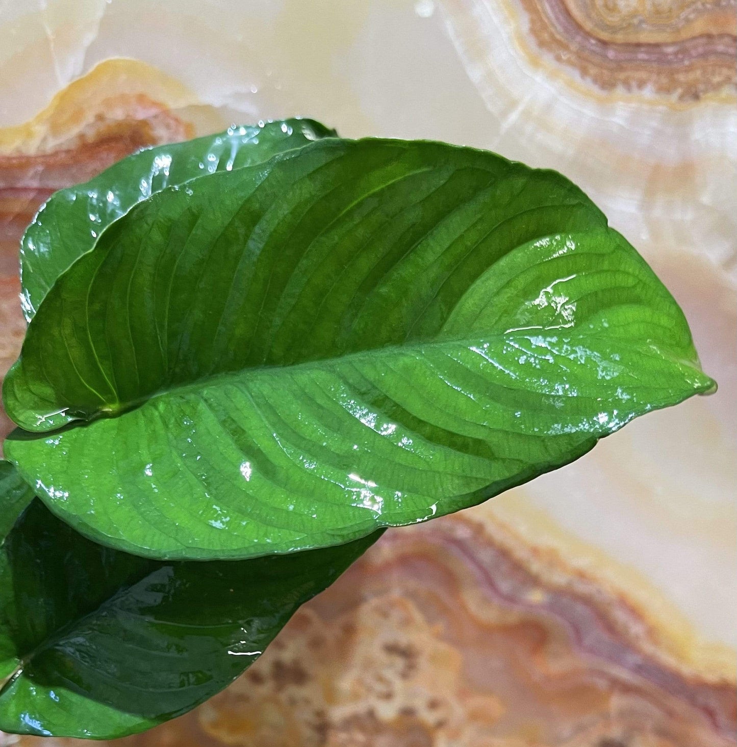 Pisces Enterprises Bare-root Plant Anubias Curly Heart Bare-root Large Anubias Curly Heart - Aquarium Plants Australia