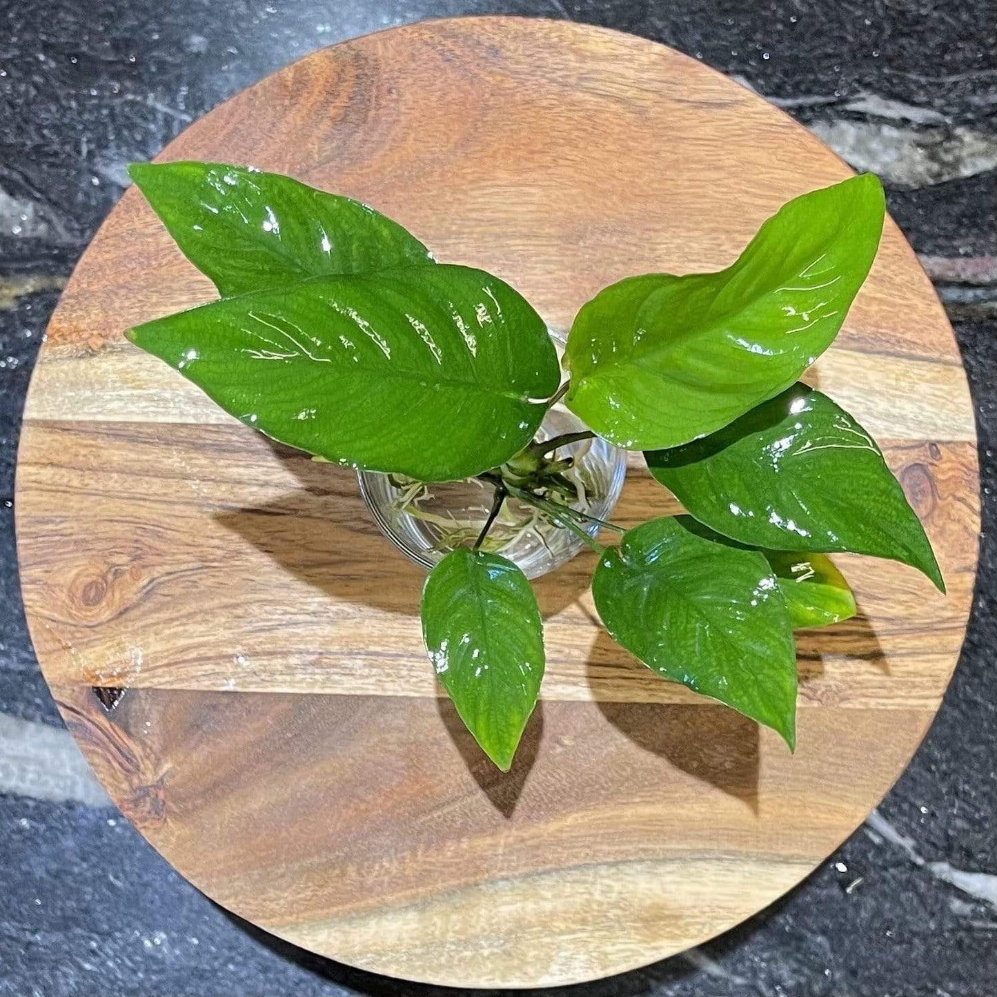 Pisces Enterprises Bare-root Plant Anubias Curly Heart Bare-root Small Anubias Curly Heart - Aquarium Plants Australia