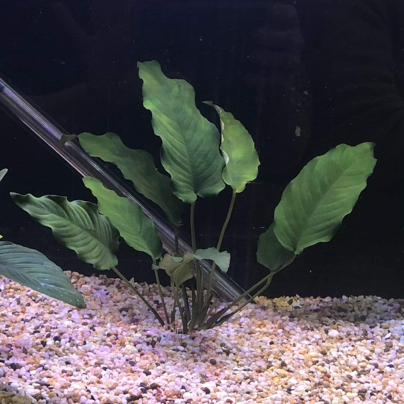 Pisces Enterprises Bare-root Plant Anubias Emerald Heart Bare-root Large Anubias Barteri 5cm Pot - Aquarium Plants Australia