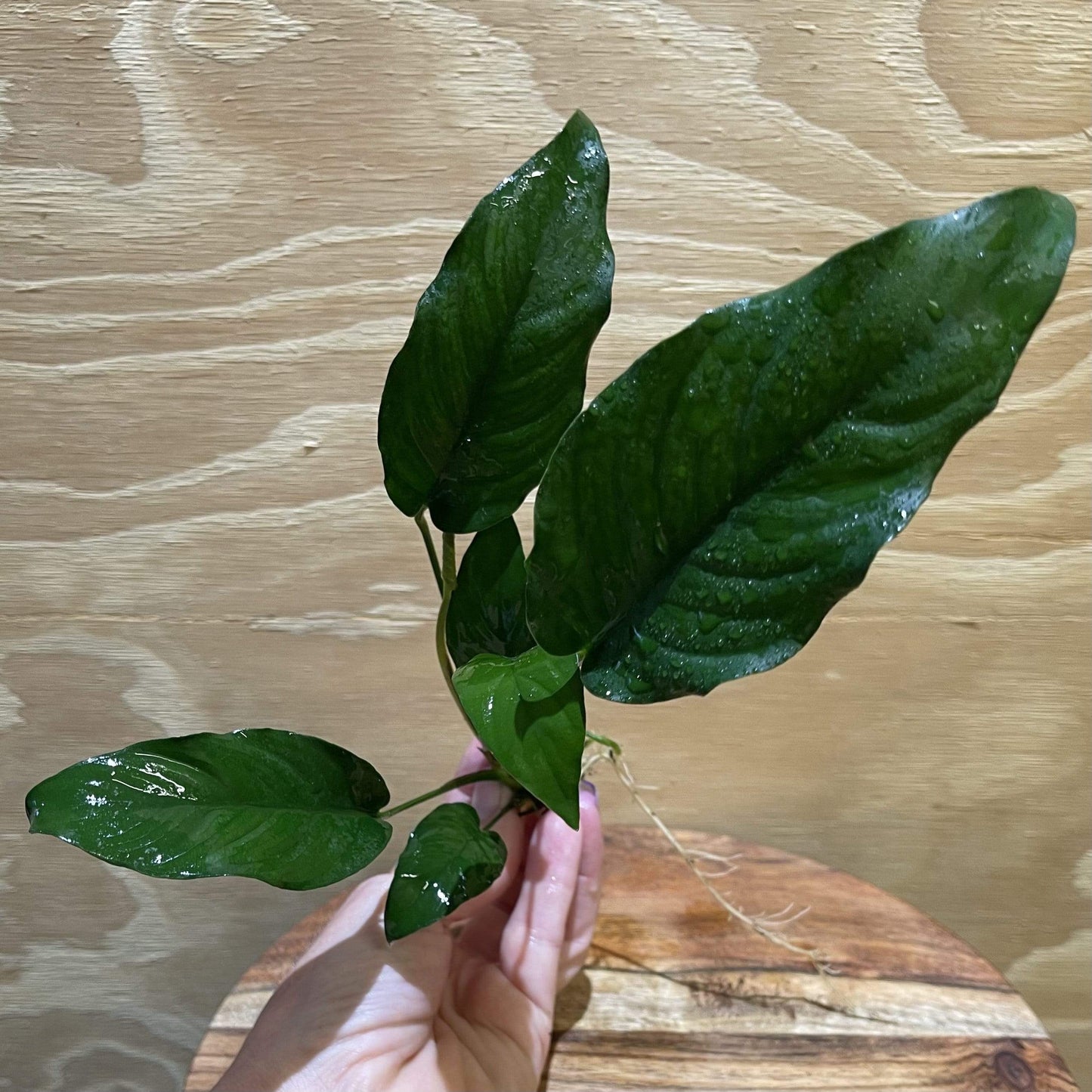 Pisces Enterprises Bare-root Plant Anubias Emerald Heart Bare-root Small Anubias Barteri 5cm Pot - Aquarium Plants Australia