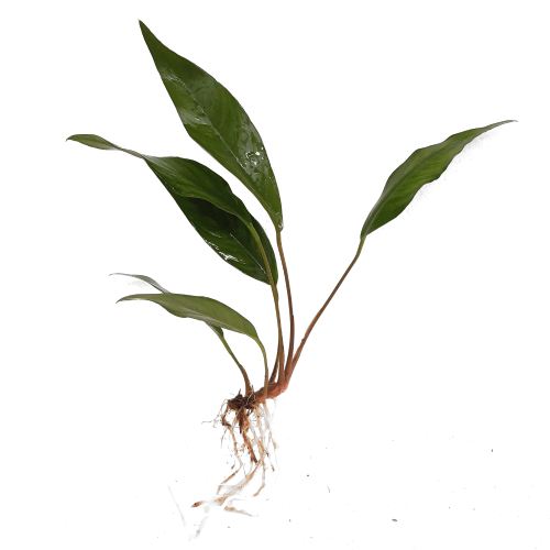 Pisces Enterprises Bare-root Plant Anubias Hybrid Bare-root Large Anubias Hybrid Bare-root - Aquarium Plants Australia