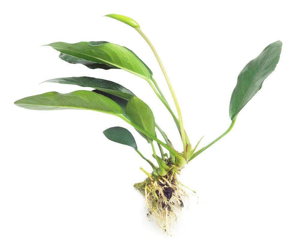 Pisces Enterprises Bare-root Plant Anubias 'Lucy' Bare-root Large Anubias Lucy Bare-root - Aquarium Plants Australia