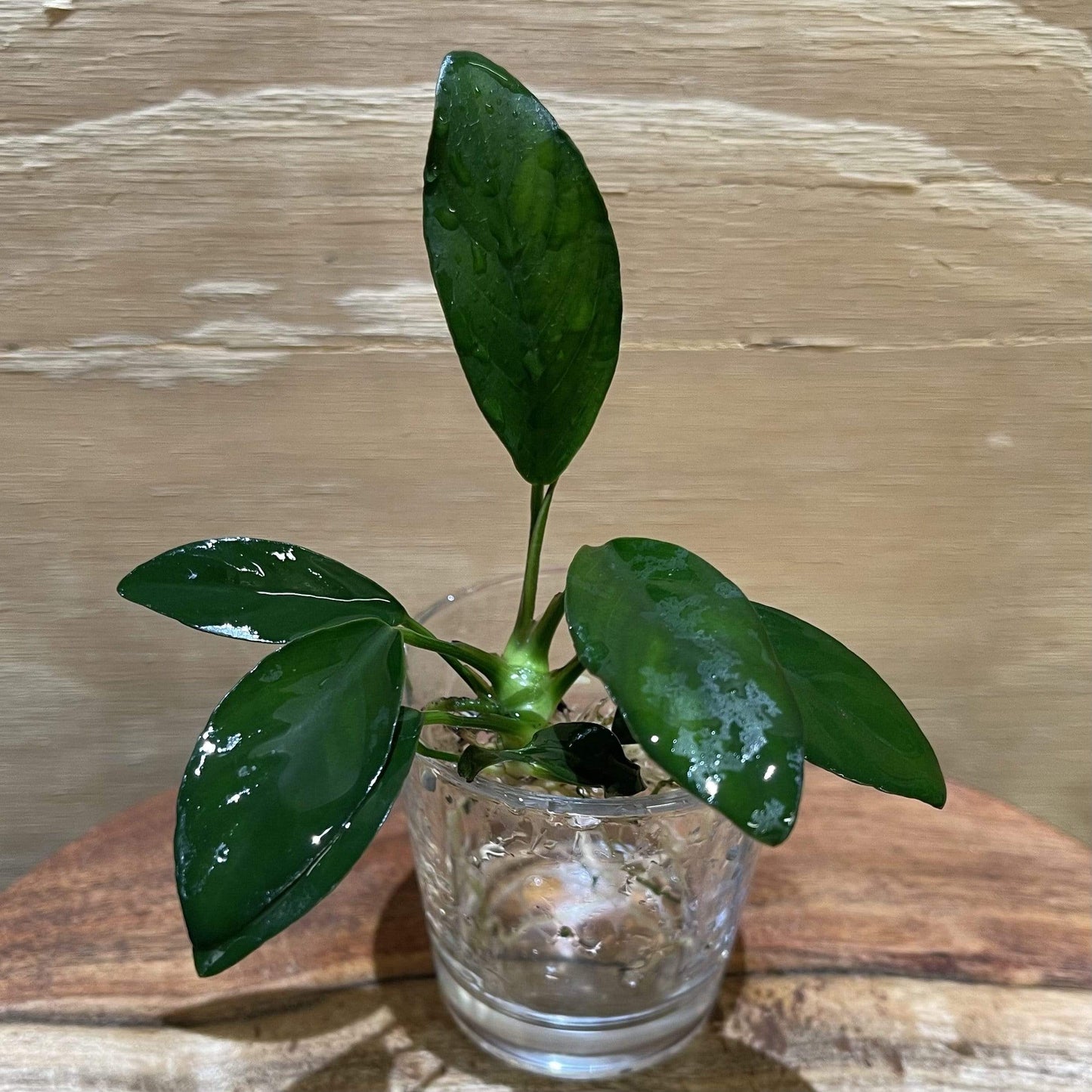 Pisces Enterprises Bare-root Plant Anubias 'Lucy' Bare-root Small Anubias Lucy Bare-root - Aquarium Plants Australia