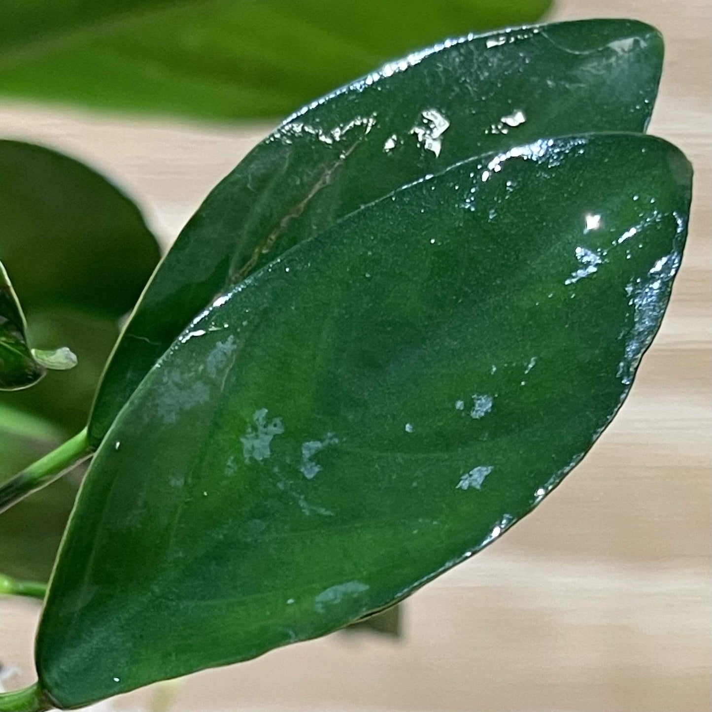 Pisces Enterprises Bare-root Plant Anubias 'Lucy' Bare-root Small Anubias Lucy Bare-root - Aquarium Plants Australia