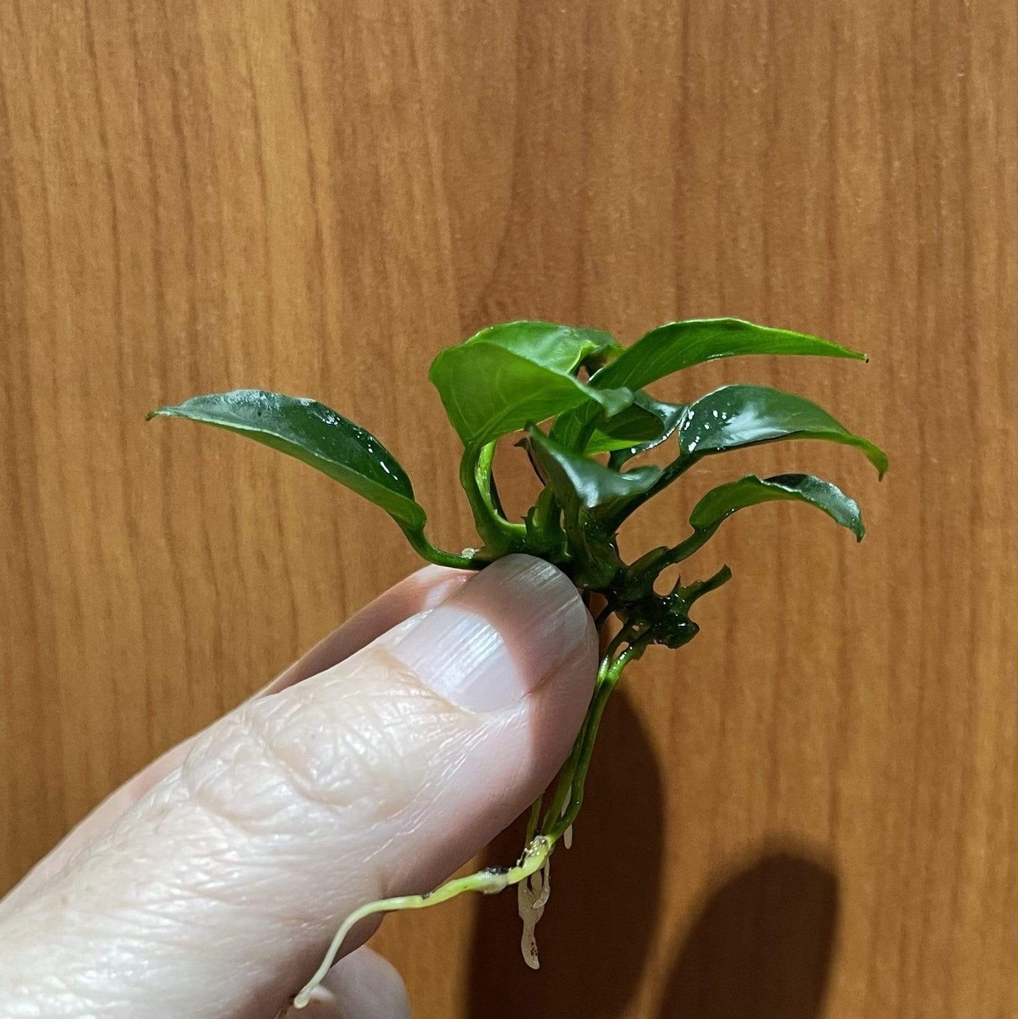 Pisces Enterprises Bare-root Plant Anubias Nana 'Petite' Bare-root Anubias Nana Petite Bare-root - Aquarium Plants Australia