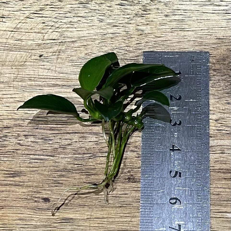 Pisces Enterprises Bare-root Plant Anubias Nana 'Petite' Bare-root Anubias Nana Petite Bare-root - Aquarium Plants Australia
