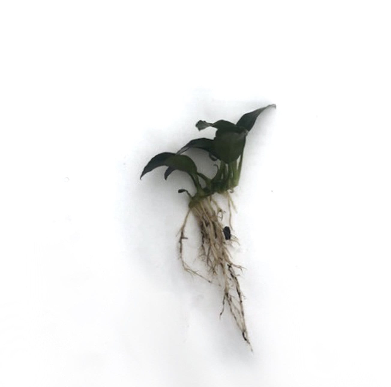 Pisces Enterprises Bare-root Plant Anubias Nana 'Petite' Bare-root Anubias Nana Petite Bare-root - Aquarium Plants Australia