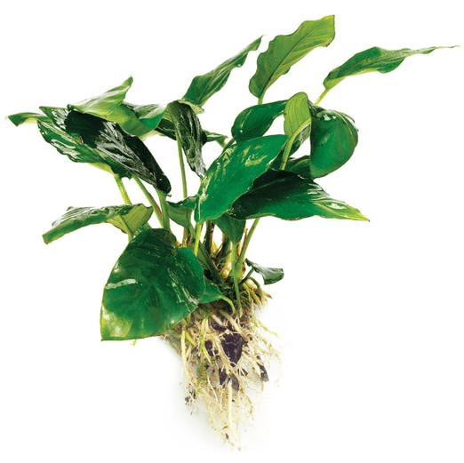 Pisces Enterprises Bare-root Plant Anubias Paco Bare-root Large Anubias Paco Bare-root - Aquarium Plants Australia