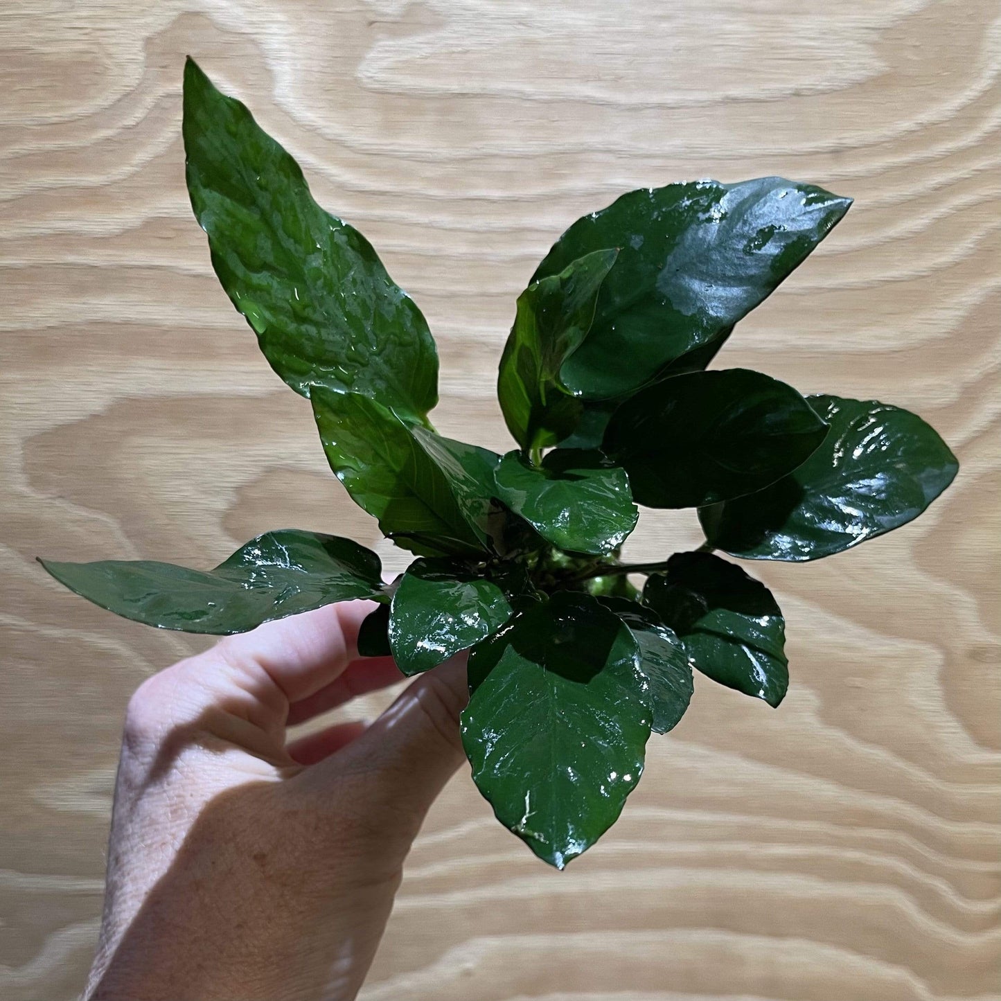 Pisces Enterprises Bare-root Plant Anubias Paco Bare-root Large Anubias Paco Bare-root - Aquarium Plants Australia