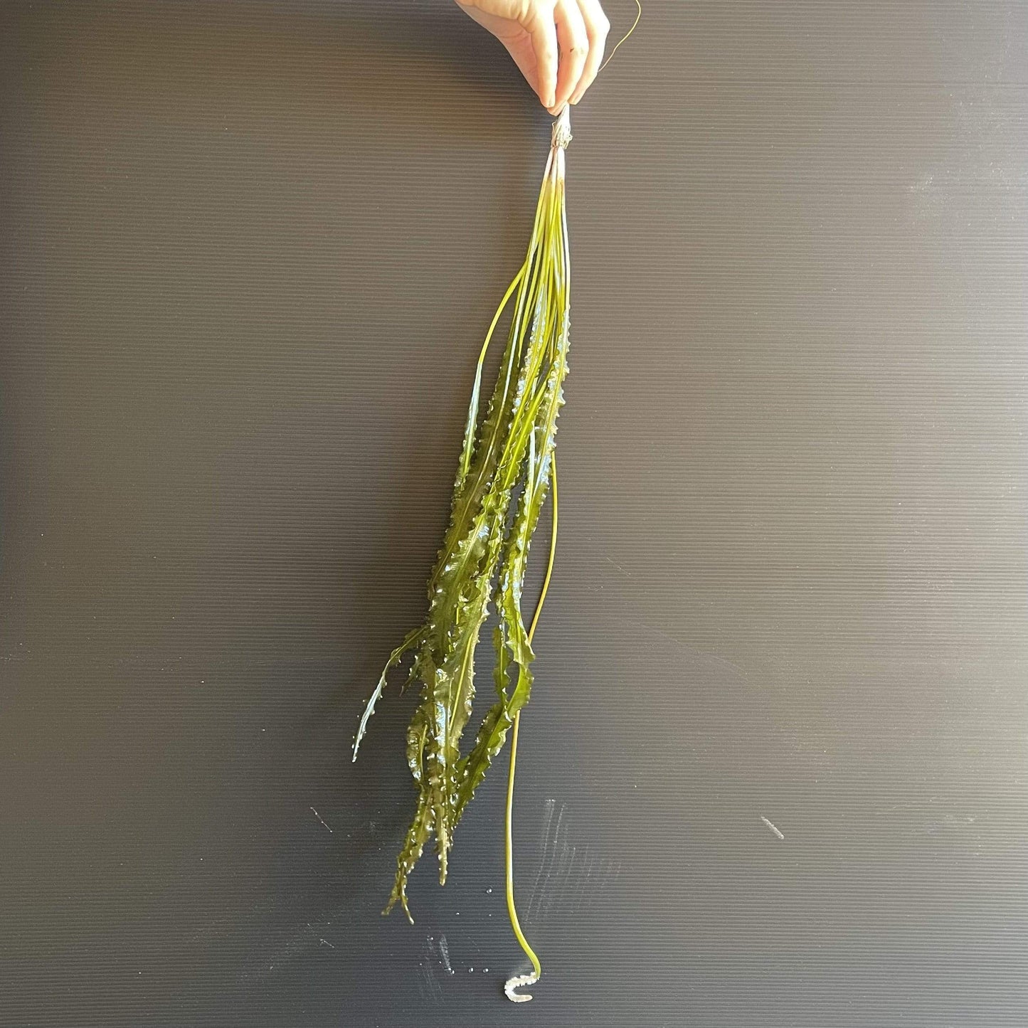 Pisces Enterprises Bare-root Plant Aponogeton Crispus Bare-root 50-60cm Aponogeton Crispus 50-60cm - Aquarium Plants Australia