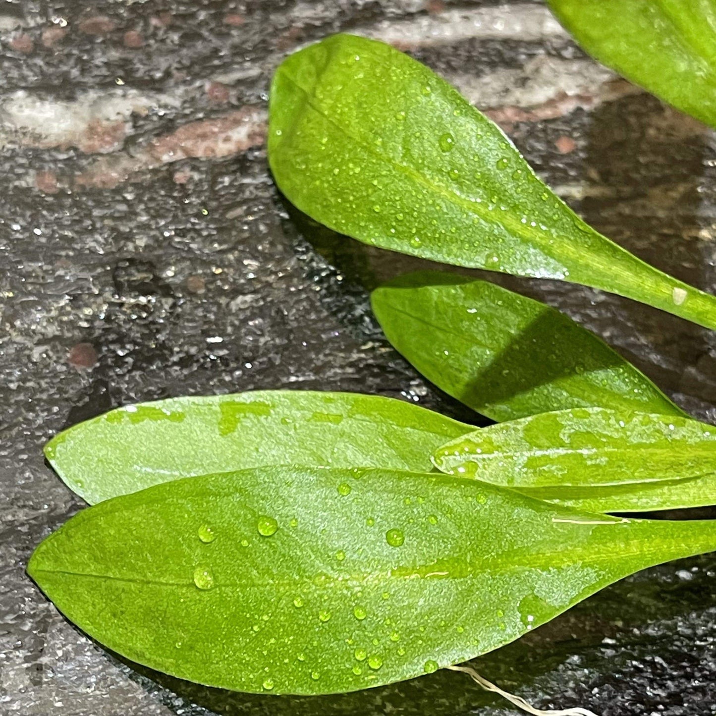 Pisces Enterprises Bare-root Plant Broad Chain Sword Bare-root