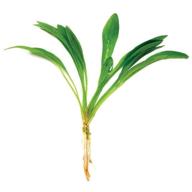 Pisces Enterprises Bare-root Plant Broad Chain Sword Bare-root