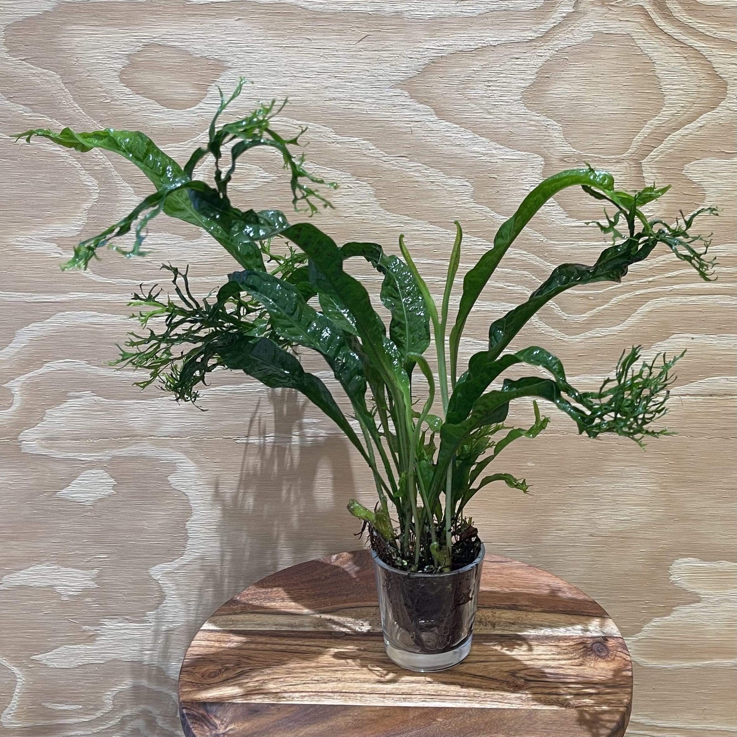 Pisces Enterprises Bare-root Plant Crested Microsorum Bare-root (Windelov Java Fern)