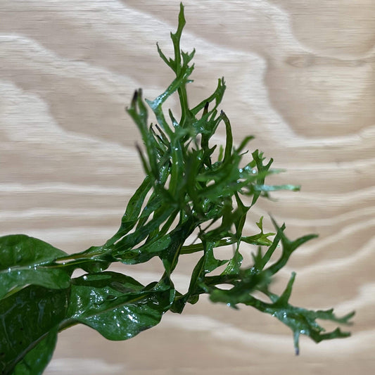 Pisces Enterprises Bare-root Plant Crested Microsorum Bare-root (Windelov Java Fern)
