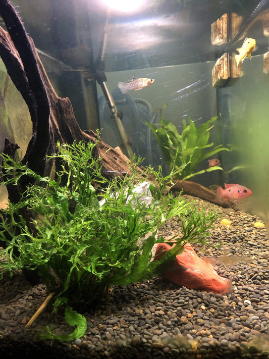 Pisces Enterprises Bare-root Plant Crested Microsorum Bare-root (Windelov Java Fern)