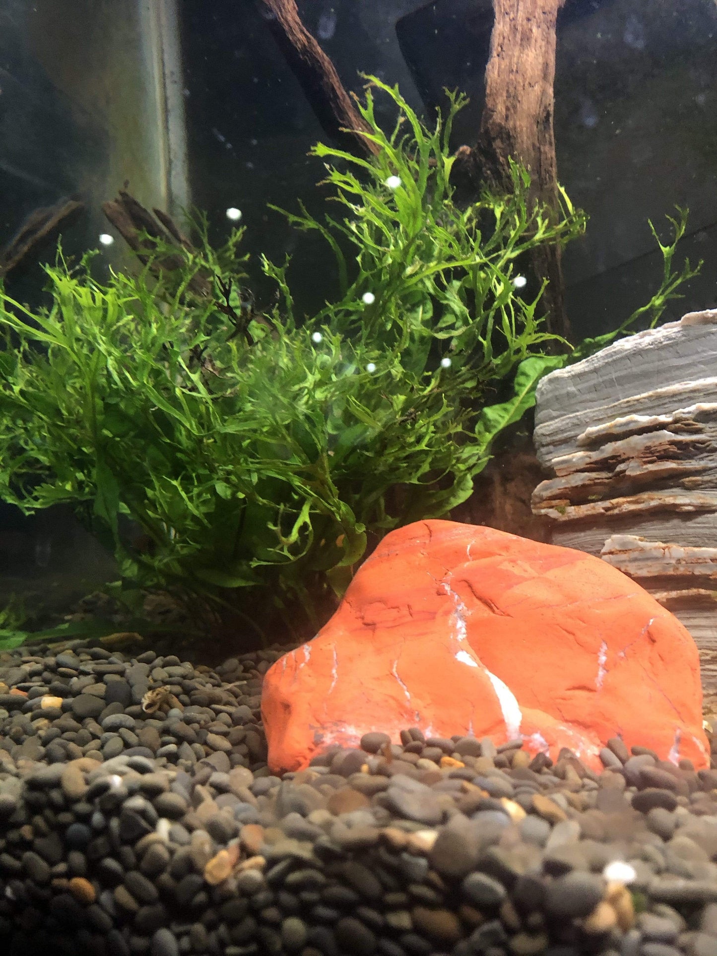 Pisces Enterprises Bare-root Plant Crested Microsorum Bare-root (Windelov Java Fern)