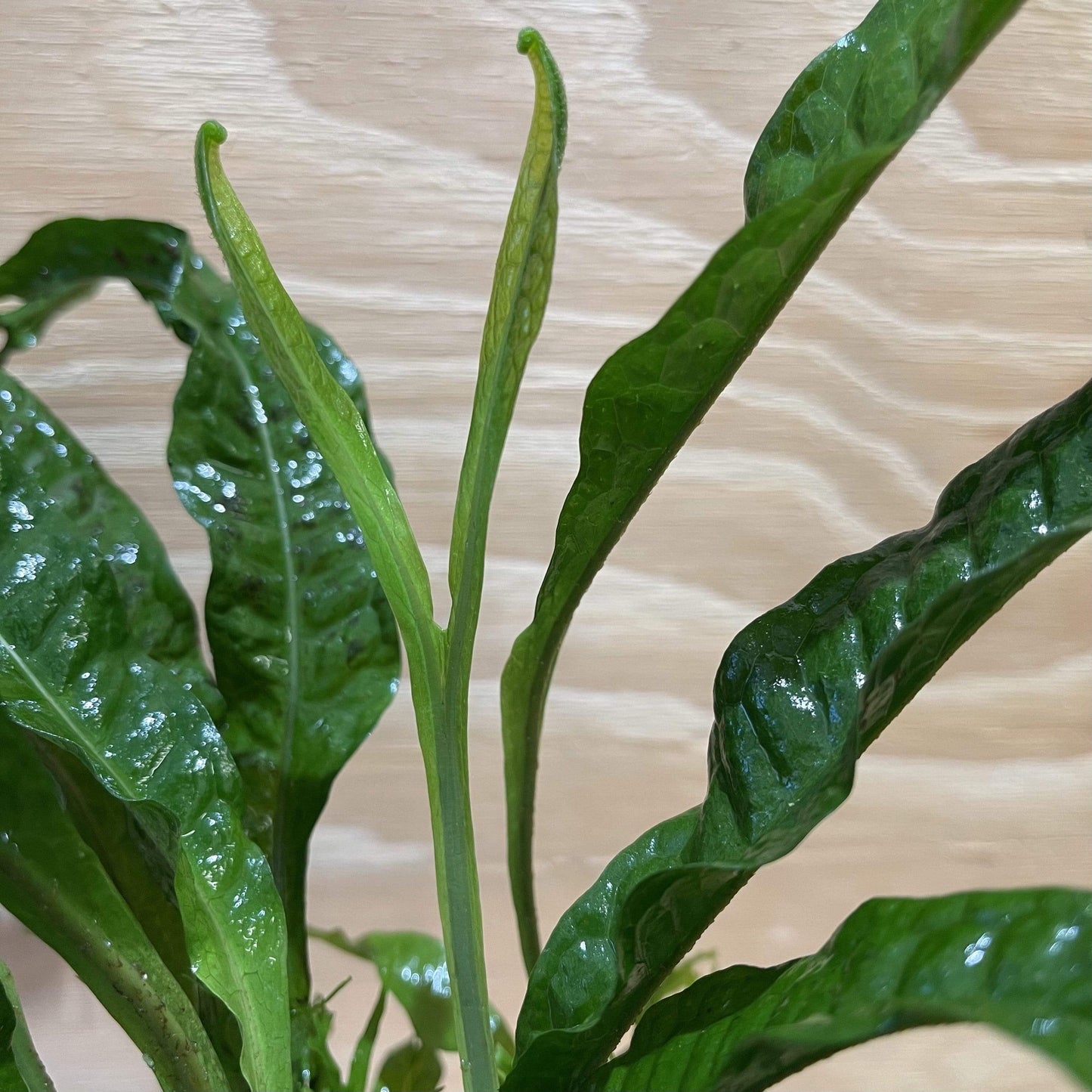 Pisces Enterprises Bare-root Plant Crested Microsorum Bare-root (Windelov Java Fern)