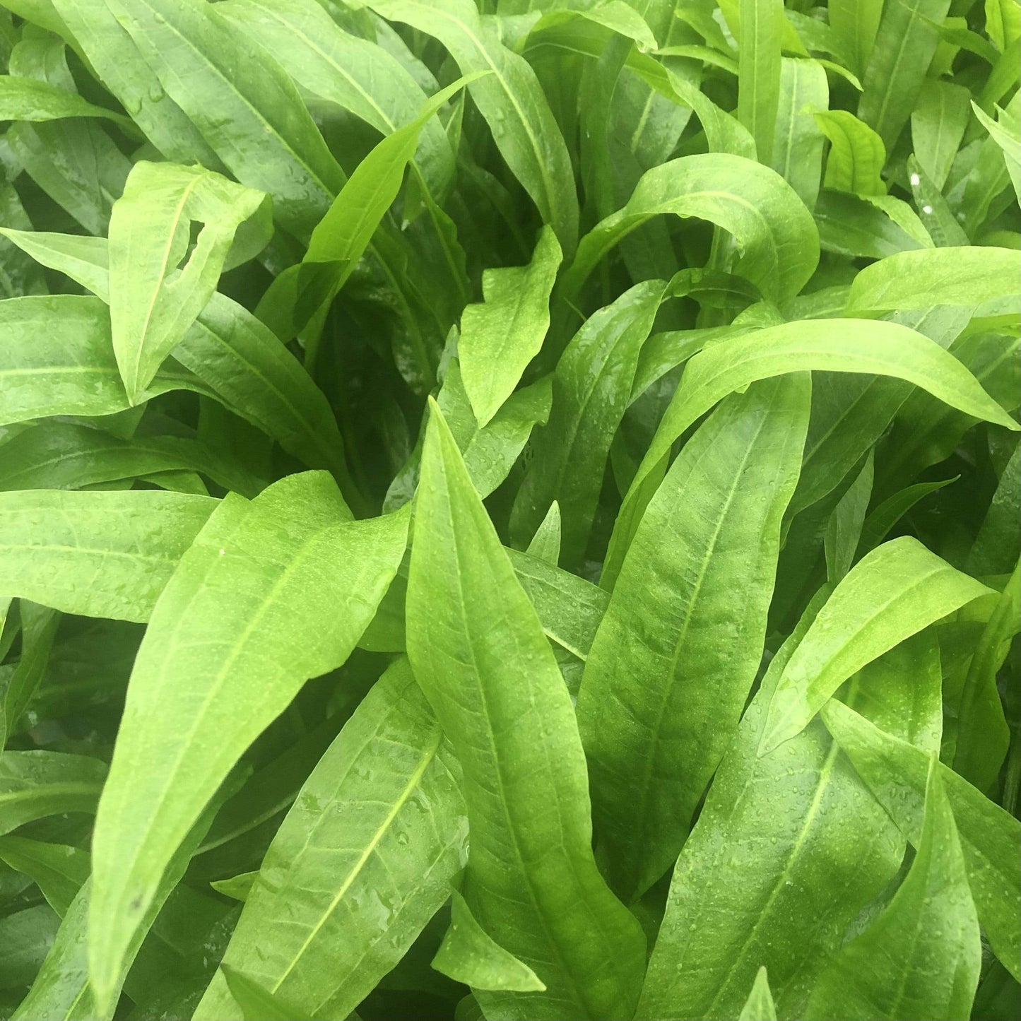 Pisces Enterprises Bare-root Plant Echinodorus Amazon Bare-root (Amazon Sword) Large