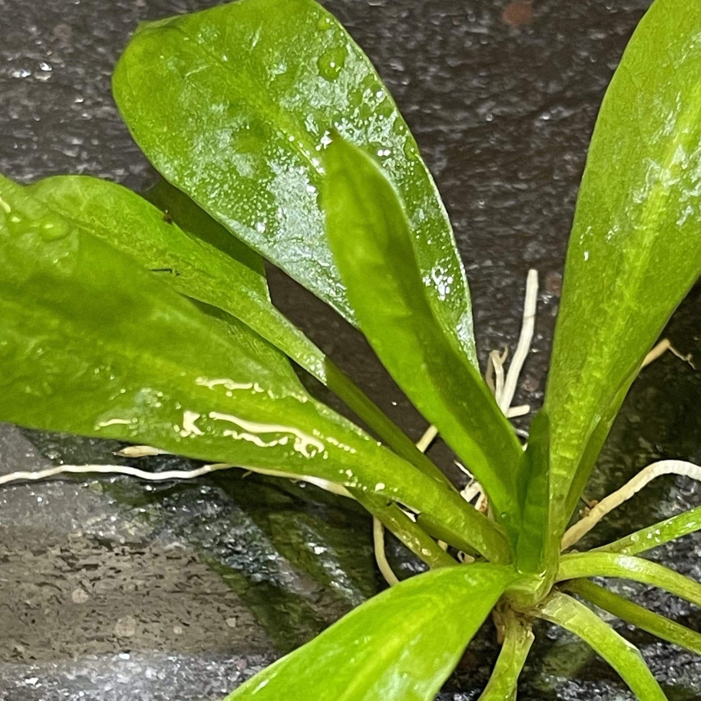 Pisces Enterprises Bare-root Plant Echinodorus Grisebachii Bare-root