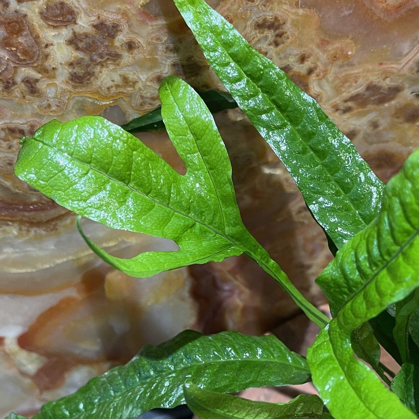 Pisces Enterprises Bare-root Plant 'Thai' variant Microsorum pteropus (Thai Java Fern) 5cm pot