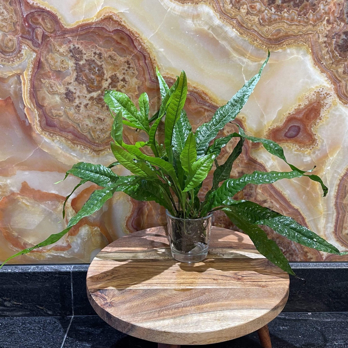 Pisces Enterprises Bare-root Plant 'Thai' variant Microsorum pteropus (Thai Java Fern) 5cm pot