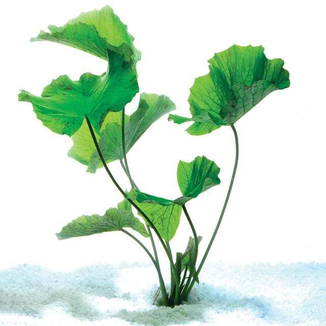 Pisces Enterprises Bare-root Plant Tiger Lotus Green Bare-root