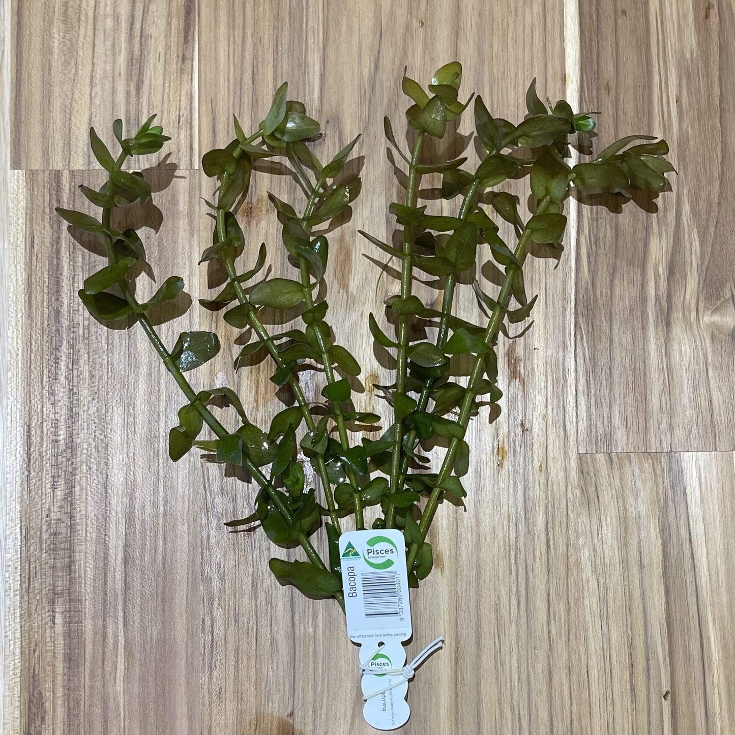 Pisces Enterprises Bunch Plant Bacopa Bunch
