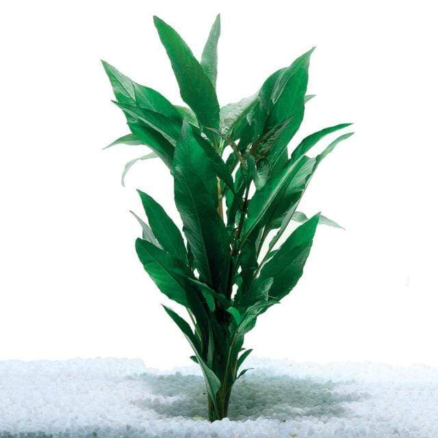 Pisces Enterprises Bunch Plant Blue Stricta Bunch