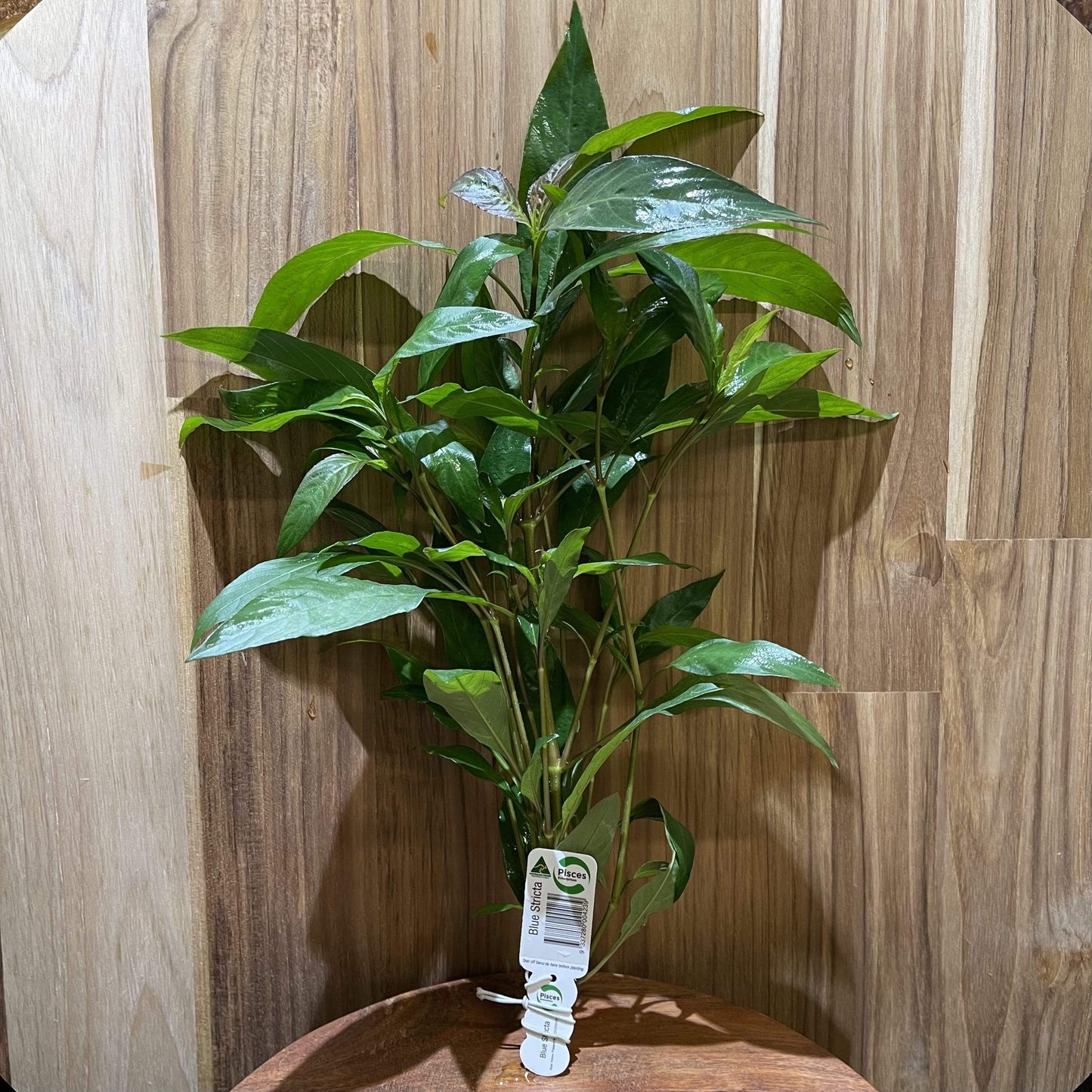 Pisces Enterprises Bunch Plant Blue Stricta Bunch