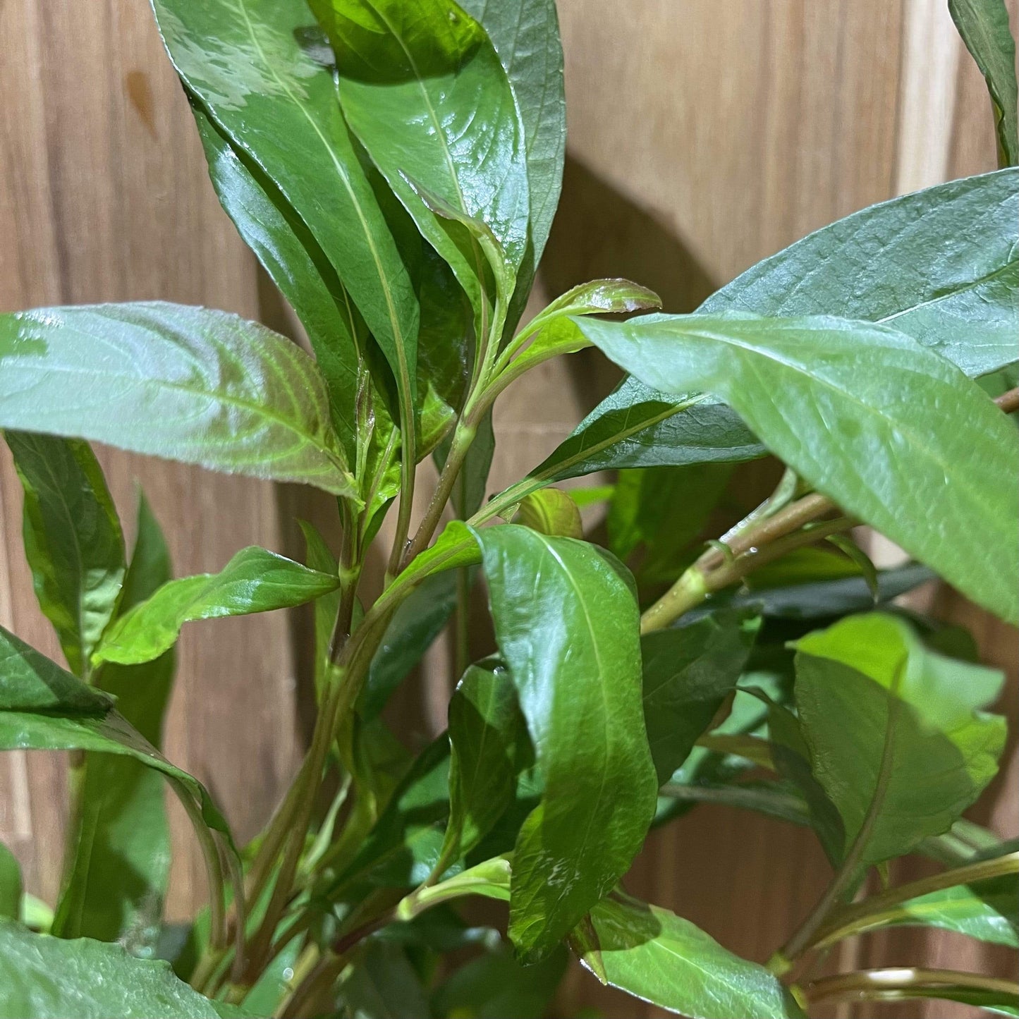 Pisces Enterprises Bunch Plant Blue Stricta Bunch