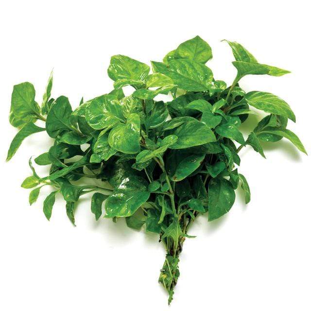 Pisces Enterprises Bunch Plant Curly Ivy Bunch