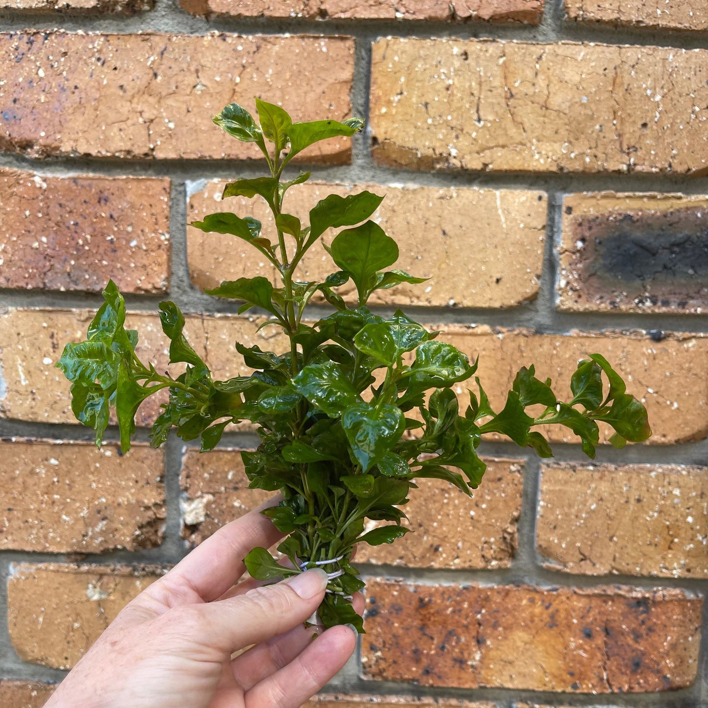Pisces Enterprises Bunch Plant Curly Ivy Bunch