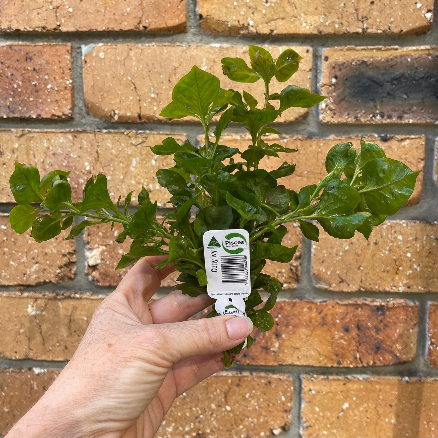 Pisces Enterprises Bunch Plant Curly Ivy Bunch