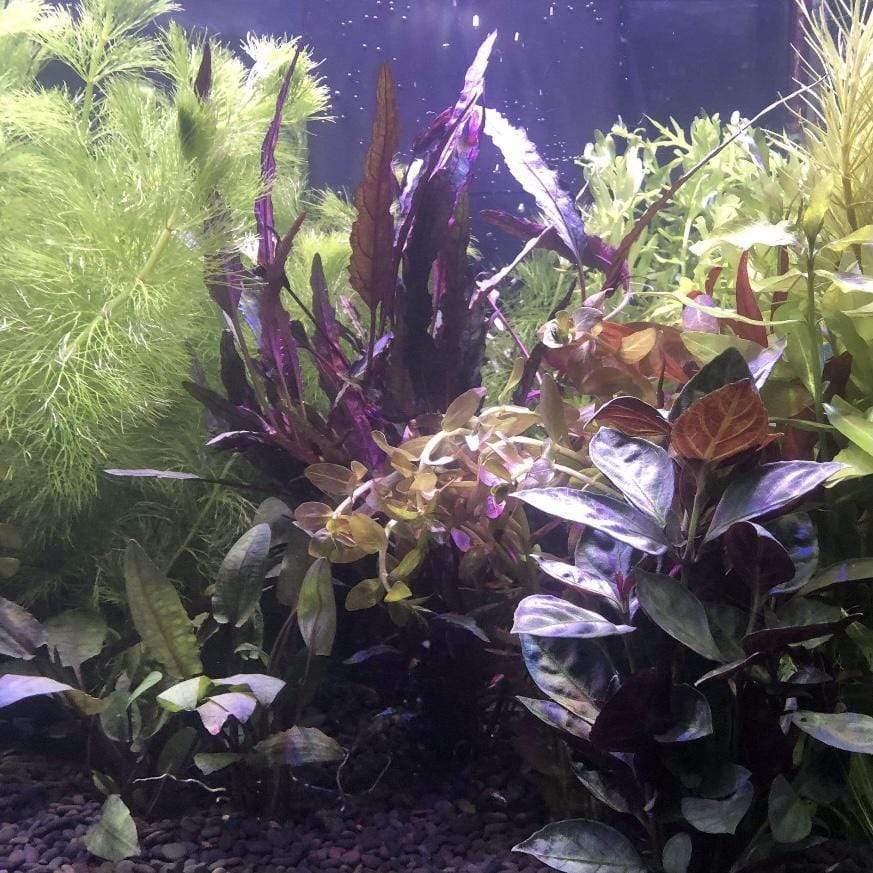 Pisces Enterprises Bunch Plant Dragons Flame Bunch