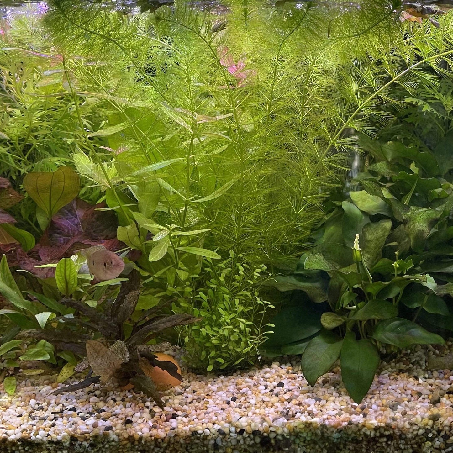 Pisces Enterprises Bunch Plant Filigree Milfoil Bunch