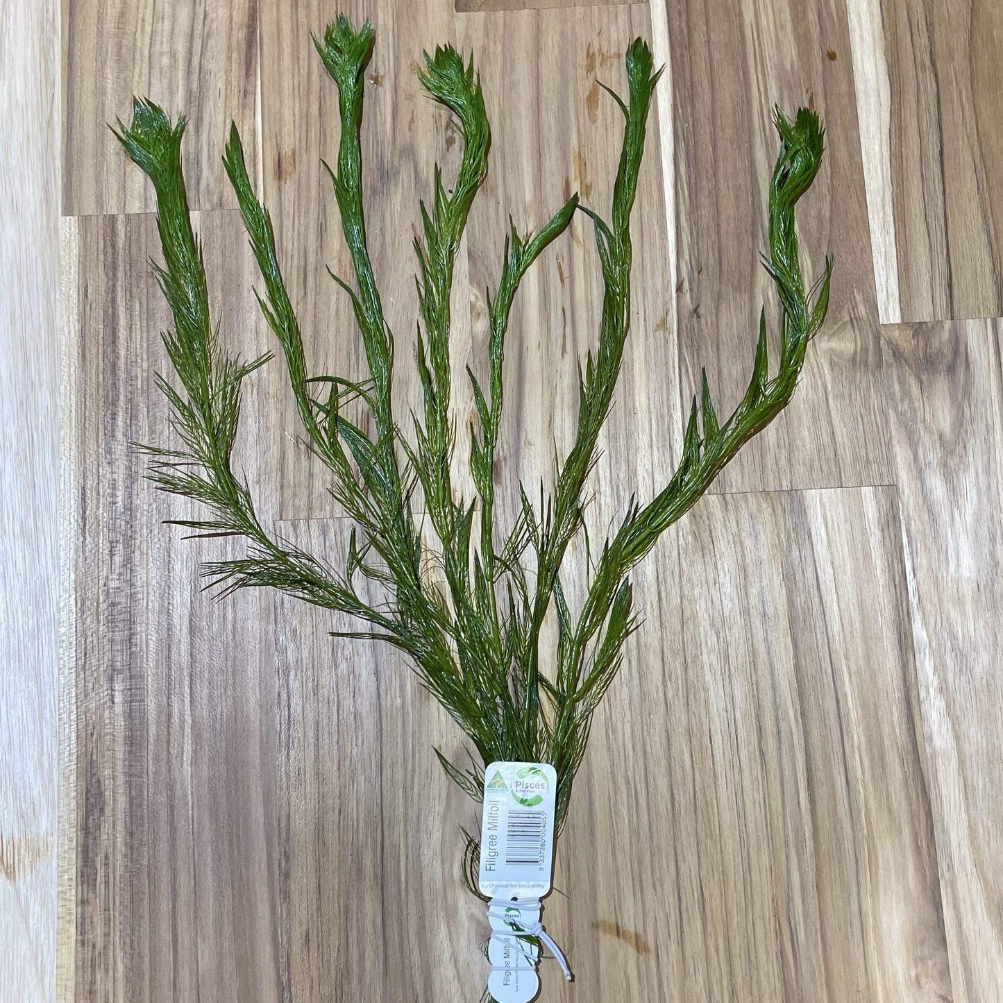 Pisces Enterprises Bunch Plant Filigree Milfoil Bunch