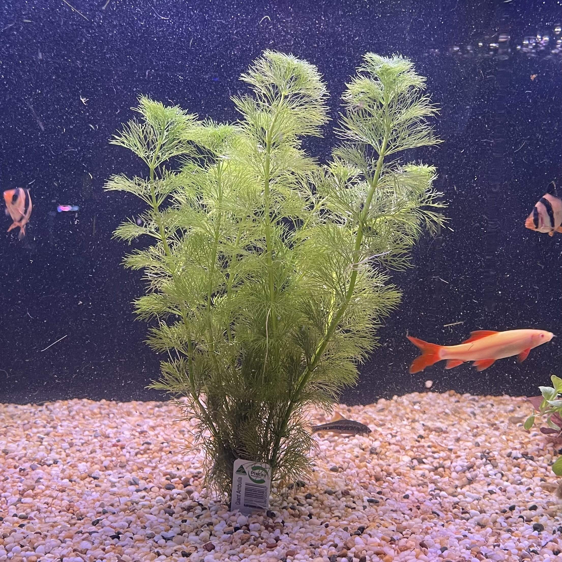 Pisces Enterprises Bunch Plant Giant Ambulia Bunch