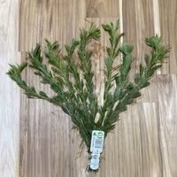 Pisces Enterprises Bunch Plant Giant Ambulia Bunch